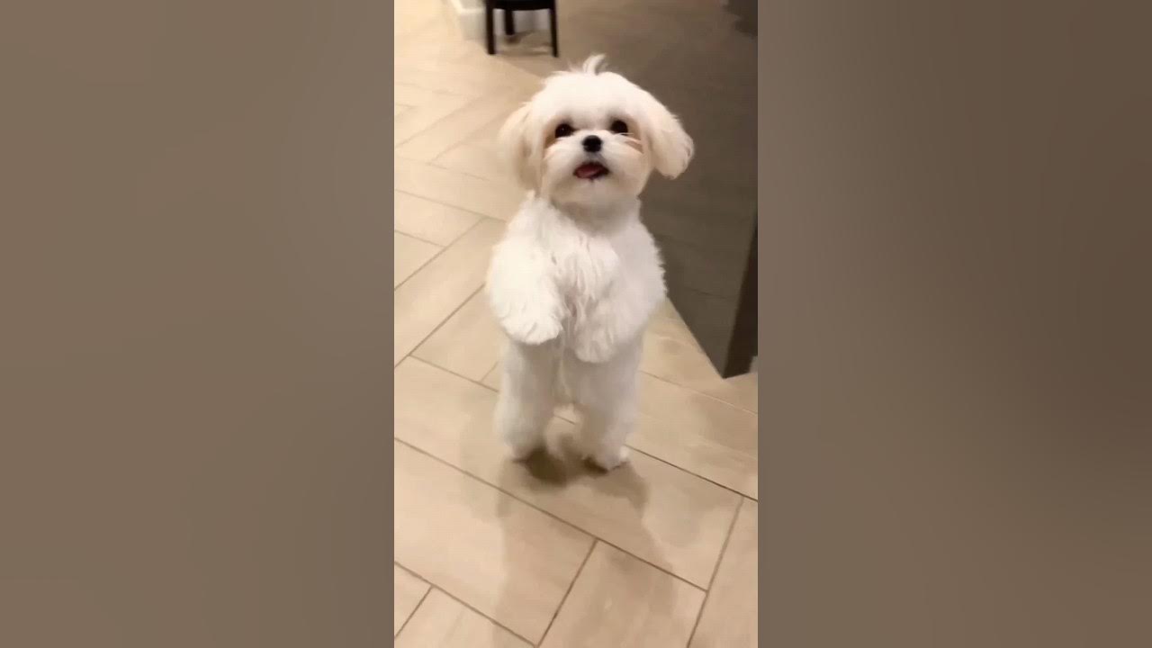 Cutest Dancer on 2 legs | Shihtzu dog | #shihtzu #dog Cutest Dancer on 2 legs | Shihtzu dog | #shihtzu #dog
