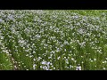 How flax is transformed into linen fabric