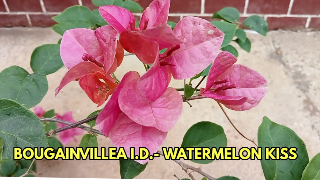 AWESOME BOUGAINVILLEA WATERMELON KISS bougainvillea bougie viral 