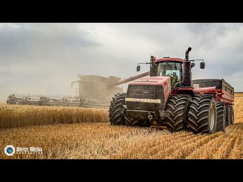 🚜 POWERFUL CASE IH HARVEST ACTION IN CANADA! 🇨🇦 | 8240 & 8250 + Steiger 500 HD - Video PART 1