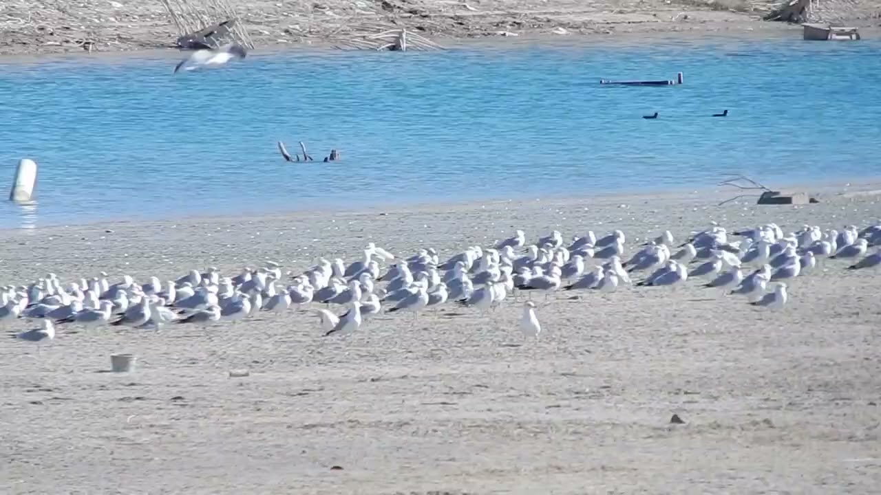 Almost Drained Pecs River (Carlsbad Lake)
