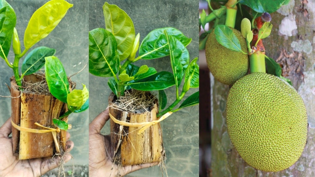 Effective Jackfruit Propagation Technique For Farming | Jackfruit Plant 