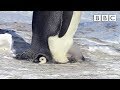 Penguin chick is reluctant to 'fly the nest' 😂 | Snow Chick: A Penguin's Tale - BBC