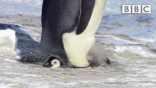 Penguin chick is reluctant to 'fly the nest' 😂 | Snow Chick: A Penguin's Tale - BBC