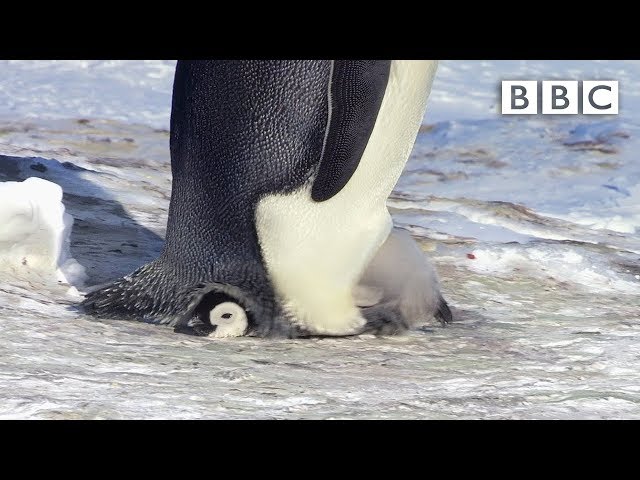 Snow chick is embarrassingly big for his pouch – Snow Chick: A Penguin’s Tale Preview – BBC One