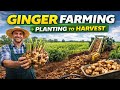 Ginger Plant Growth Time-Lapse | Seed to Harvest#GingerFarming#gardeningTimeLapse#Farming