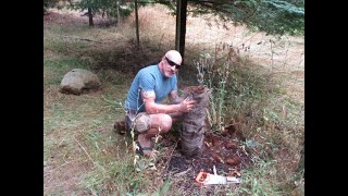 Palm trunk cutting to rejuvinate growth Palm trunk cutting to rejuvinate growth