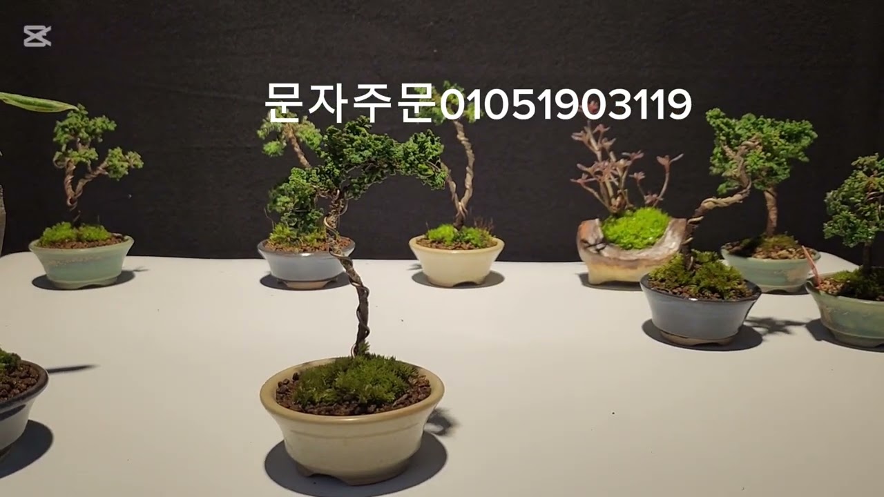 미니분재 10개 한정 특가  꿈의정원 분재시리즈 1편