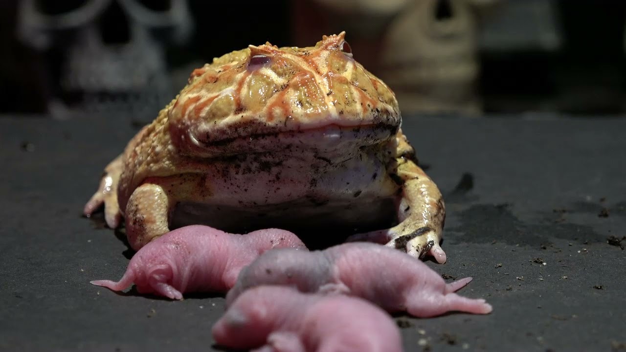 Can Pacman Frogs Eat Rats Can Pacman Frogs Eat Rats