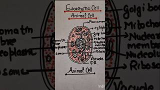 eukaryotic cell #shorts#youtube#shortfeed#class9ncert#exploration