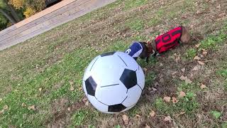 Boston Terrier Soccer Practice