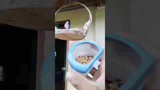 Download Lagu cara melihat makanan kesukaan burung perkutut dan tekukur kita, #perkutut #tekukur #videoshort MP3