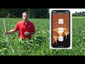 White Mold of Soybean and its Management