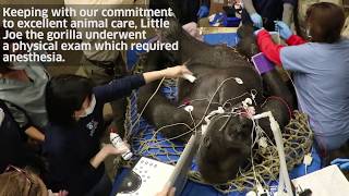 Western Lowland Gorilla, Little Joe, Undergoes Physical Exam