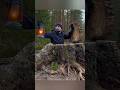 Secret Tree Stump Shelter 🌲🔥#survival #bushcraft