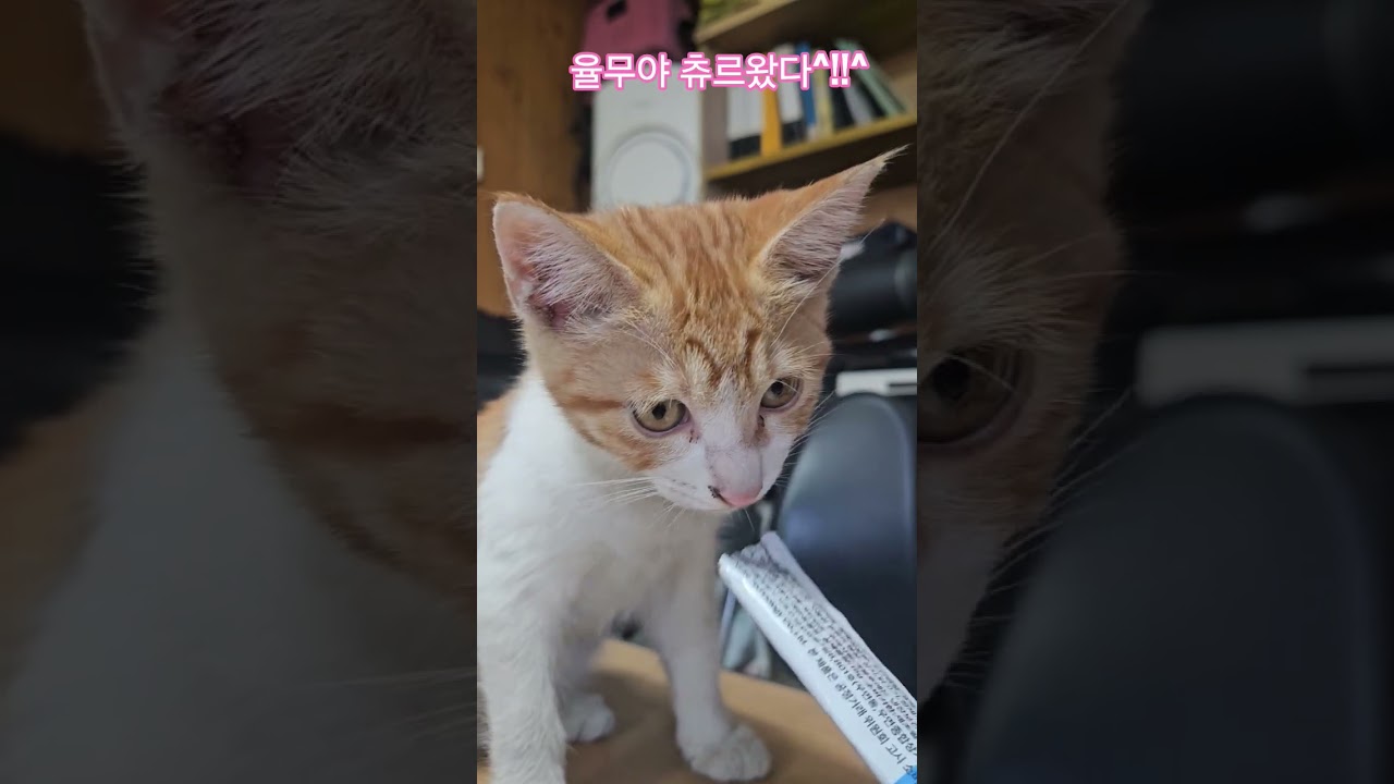 덕순이네 가족 #율무 #삼형제집사 #휴일 #부산강서구