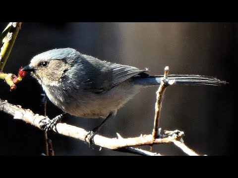 Bushtit Bird - Call, Preening, Nesting - YouTube