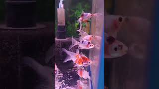 most colourful aquarium fish and tiger Shark