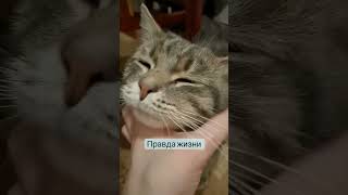 Ахах #Юмор #Ржачныевидео #Shortscats #Cat #Tiktok #Смех_До_Слез #Приколы #Кот