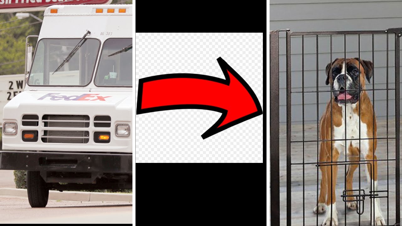 This 2 dogs try to jump over this gate YouTube