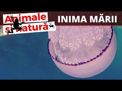 Video: Meduze arctice - cea mai mare meduză din lume