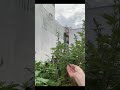 Góc vườn nhỏ #ytshorts