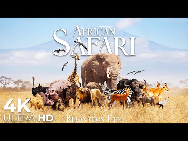 African Safari Animals 4K • Wildlife Relaxation Film • Relaxing Music with Video 4K Ultra HD class=
