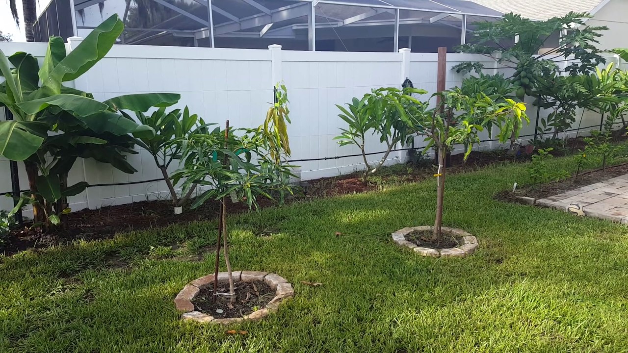 My Florida Backyard Plumerias Papaya Mangoes Sugarcane Lychees Bananas And More Youtube