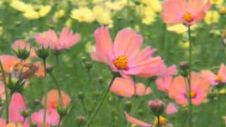 Pink Cosmos Flower.