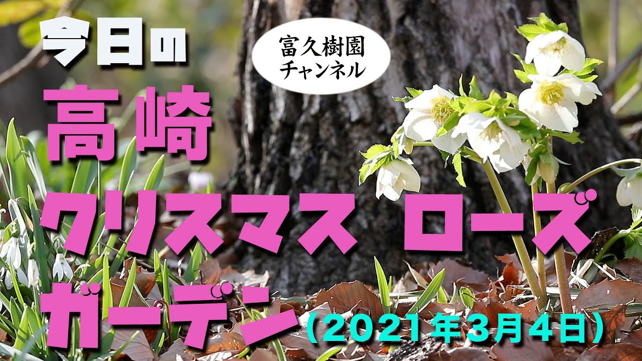 今日の高崎クリスマスローズガーデン 21年3月4日 ー富久樹園チャンネルー Youtube