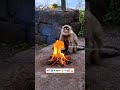 सर्दी 🥶 में सूरज 🌞 के छुट्टी 😂🤣 #funny #thetharpuns #bhojpuriyathethar #comedy