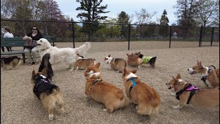 Boston Corgi Meetup - May 2021