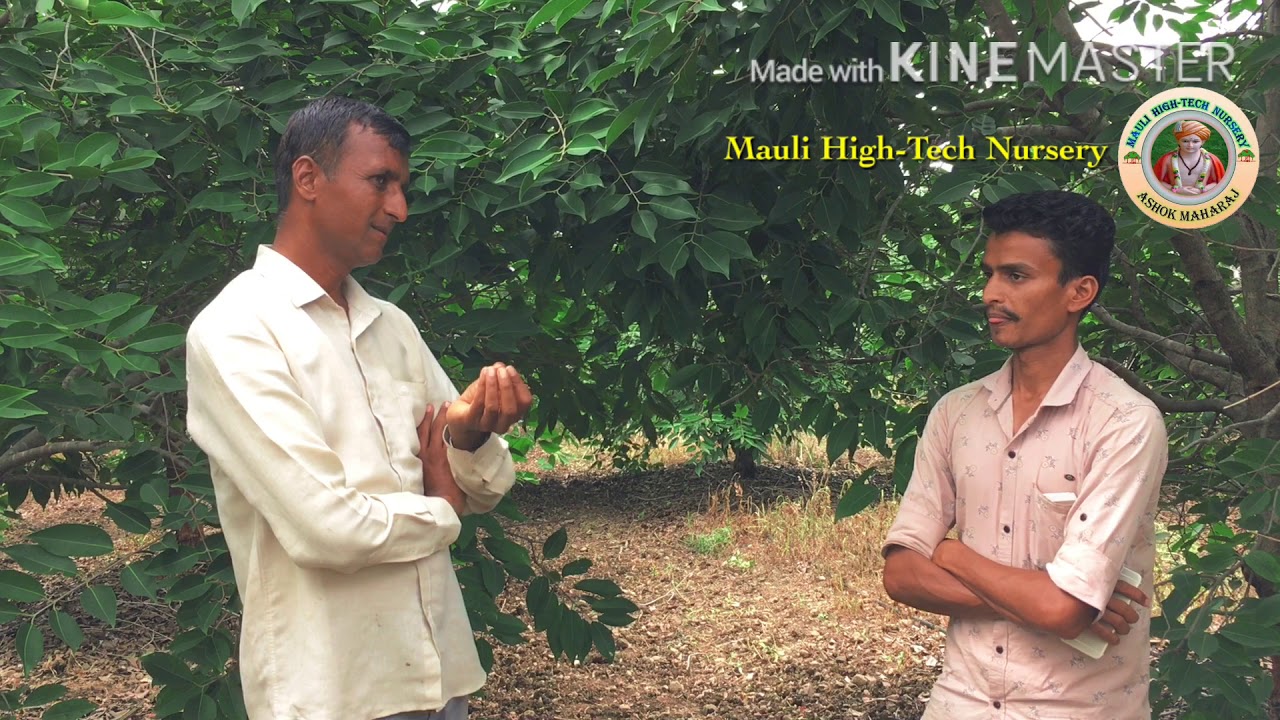 कोकण बहाडोली जांभूळ