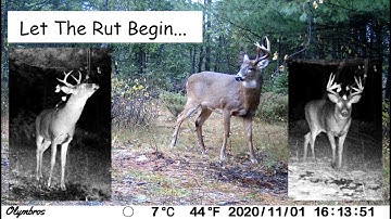 Three Whitetail Bucks Hit The Mock Scrape and Licking Branch (Trail Cam Capture)