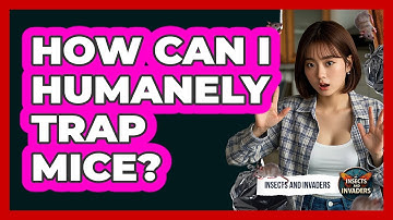 How Can I Humanely Trap Mice? - Insects and Invaders