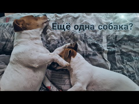 Video: Các loại chó mới hợp thời trang đối xử với Jack Russells Go Nuts For