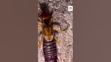 English Common European Earwig Forficula Auricularia 4K