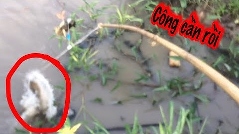 câu cá trong vuông lên cá lóc khủng cận cảnh cá táp tung vịt, câu cá lóc bằng vịt con