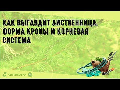 Как выглядит лиственница, форма кроны и корневая система