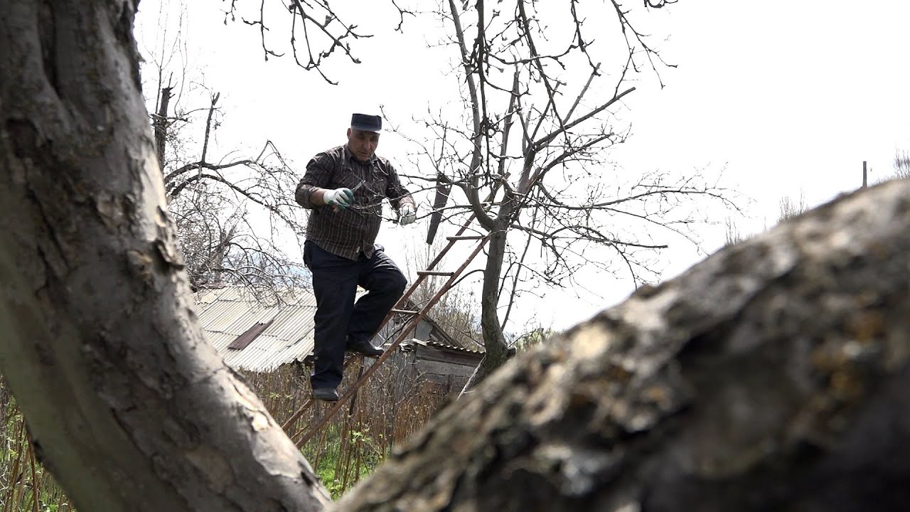 Արայի գյուղում մրգատու ծառերի էտ է