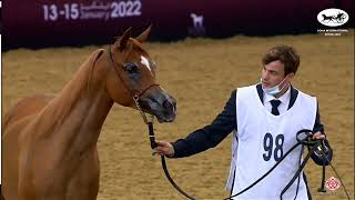 N98 MAYASSA AL ADEED - Doha International Arabian Horse Show 2022 - Fillies 2 Years Old (Class 2B)