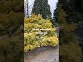 Abies concolor 'Wintergold' Golden White Fir #conifers #evergreen