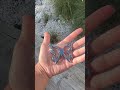 Carabiners by HollowDivision