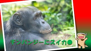 チンパンジーにスイカ与えてみた - YouTube