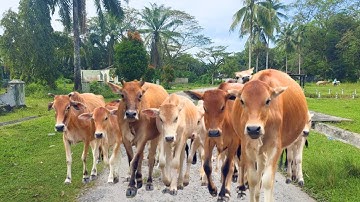 Gembala sapi lembu di musim hujan yang berkabut, suara sapi Moo memanggil kawanan, Sapi lucu 🐮🐄