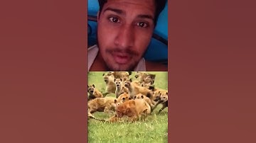 king is king #duet #reaction #edit #loin #power #viral #animals #shorts