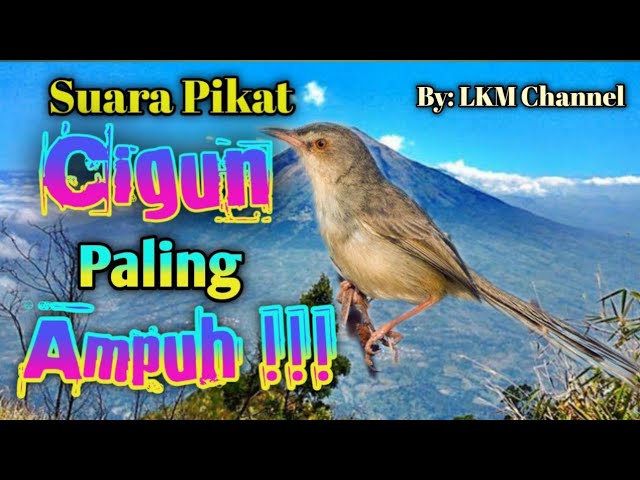 Suara Paling Ampuh Pikat Cigun // Ciblek Gunung class=