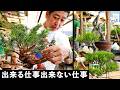 6月の松柏できる作業とできない作業。【盆栽Q】