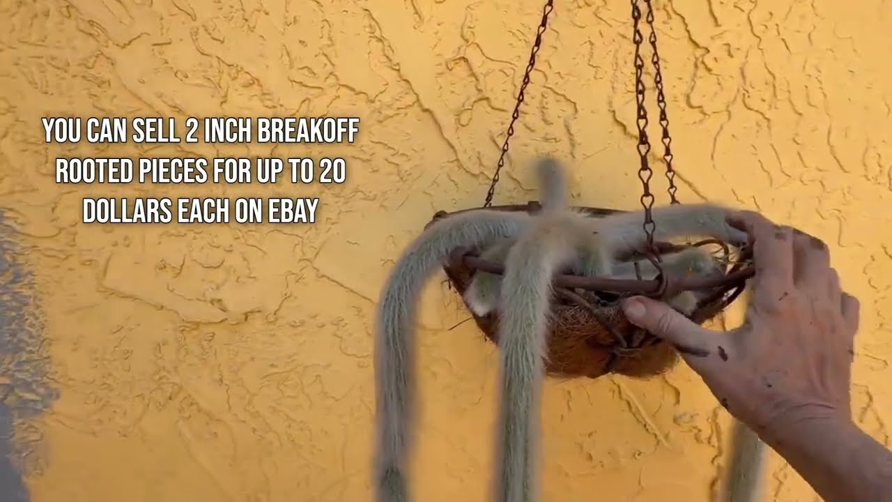 How to Monetize Your Homestead: Rare Exotic Plants 🌿💰