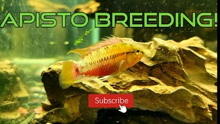 Apistogramma care and breeding [Best cichlid for a 20 gallon tank]